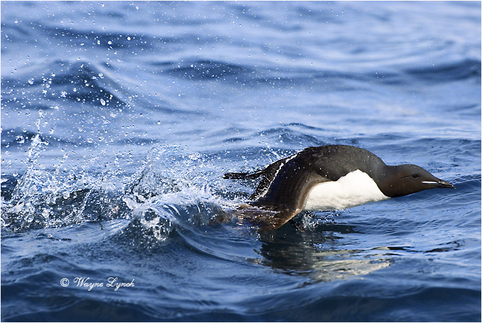 Thick-billed Murre 103 by Dr. Wayne Lynch &copy;